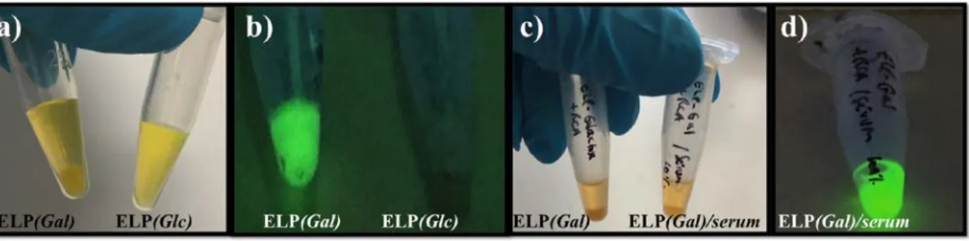 Figure 4. a) 31.2 µM RCA 120 -Fluorescein incubated at 37 °C with either 200 µM ELP(Gal)  (left) or 200 µM ELP(Glc) (right), b) Samples from panel a) were subjected to centrifugation at  40 °C