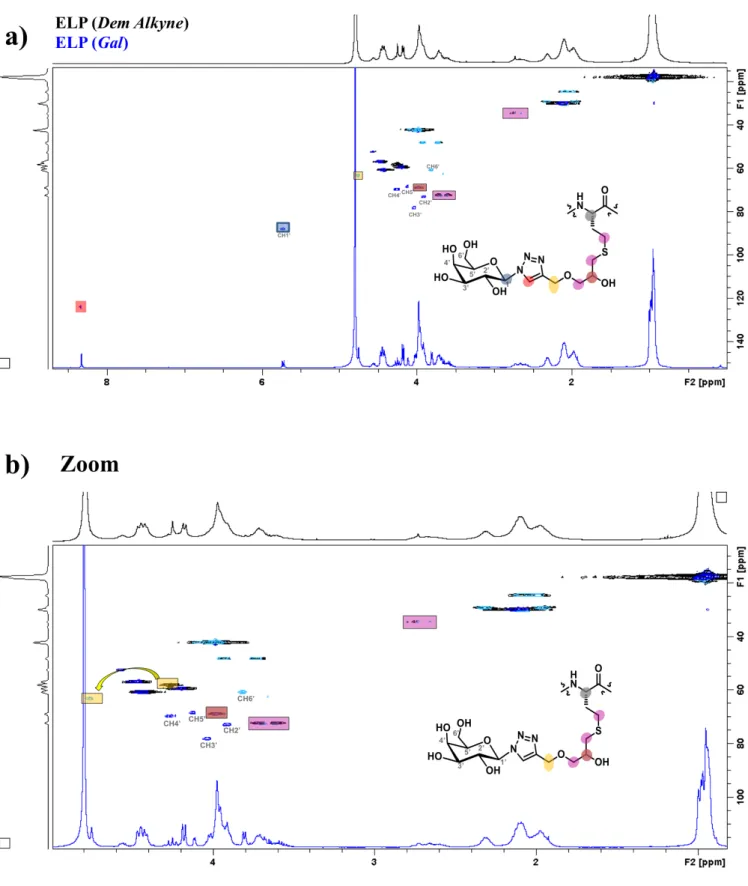 Figure S8. a) Complete HSQC spectra and b) zoom of ELP(Dem Alkyne) (in black) and ELP(Gal) (in blue) in D 2 O at 25 °C