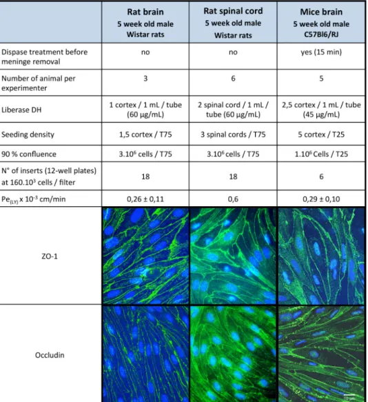 Figure 8. In vitro BBB models from rat spinal cord endothelial cells or from mouse brain