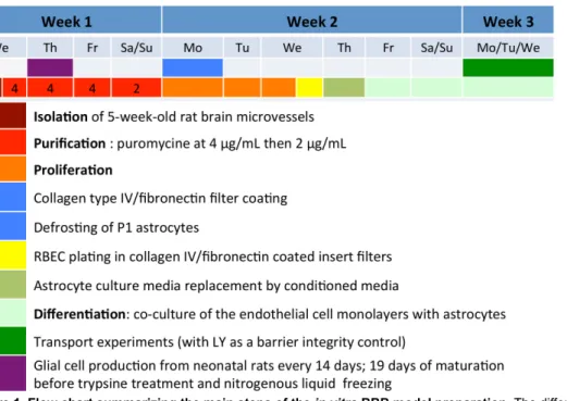 Figure 1. Flow chart summarizing the main steps of the in vitro BBB model preparation