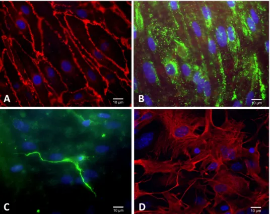 Figure 3. Characterization of RBEC cultures by immunofluorescence microscopy. (A) Brain endothelial cells express platelet endothelial cell adhesion molecule PECAM/CD31 at the cell border, (B) von Willebrand factor (VWF) shows a relatively punctate stainin