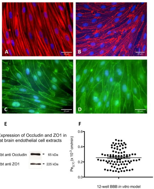 Figure 4. Immunocytochemical characterization of the rat in vitro BBB model and the paracellular permeability of LY across the endothelial monolayer