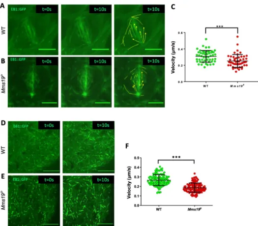 Fig 4. Mms19 assists MT polymerization in vivo. (A-B) WT and Mms19 P NBs expressing EB1::GFP were imaged live, and time-lapse movies were acquired to calculate the velocity of EB1::GFP labelled MT ‘plus’ ends