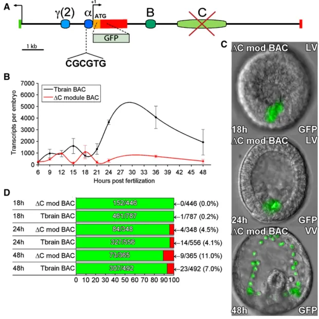 Fig. 4. Effects of deletion of C module from tbr::GFP BAC. (A) Map of tbrain locus. The C module was deleted by recombination (see Materials and methods)