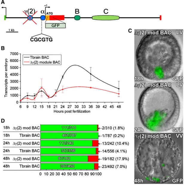Fig. 5. Effects of deletion of γ(2) module from tbr::GFP BAC. (A) Map of tbrain locus