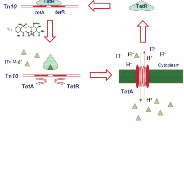 Figure 6. In the absence of tetracycline, tetracycline-inducible repressor TetR binds to the tet operators and blocks expression of the two Tn] 0 tet genes, tetA and tetR