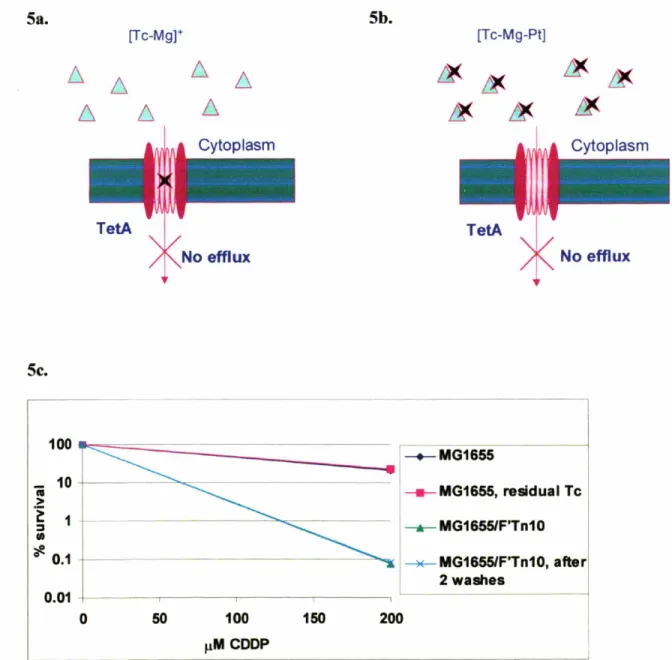 Figure 5. Could increased accumulation of tetracycline explain cisplatin toxicity?