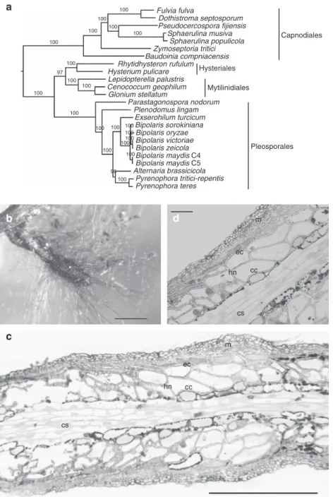 Figure 1 | The ectomycorrhizal ascomycete Cenococcum geophilum. (a) Phylogenomic placement within Dothideomycetes