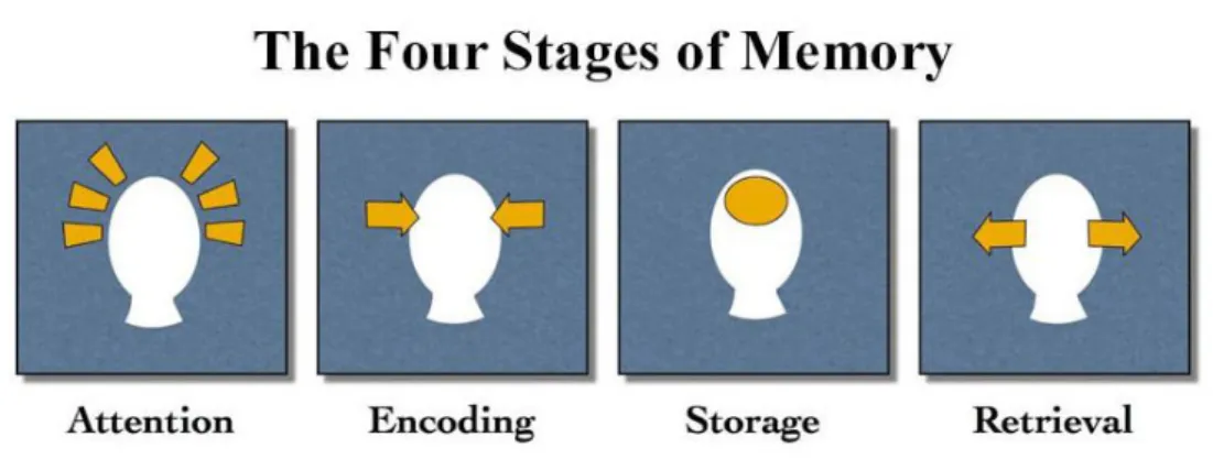 Figure 12 - The Four Stages of Memory 