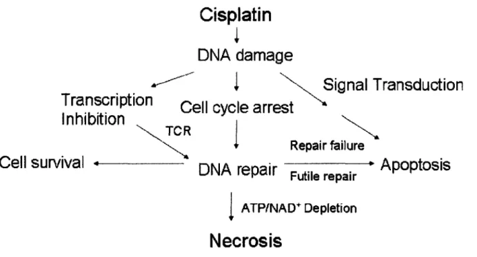 Figure 1.6. Cisplatin induces  necrosis and  apoptosis,  two different modes  of cell  death