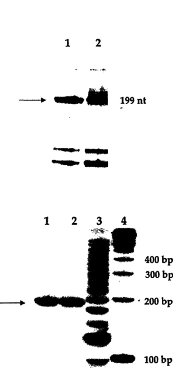 Figure  2.3.  (A)  Denaturing  PAGE  gel  of  ligation  products  of  site-specifically platinated  DNA probes