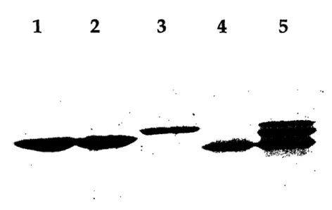 Figure  2.4. SDS-PAGE gel of recombinant  histones and  histone  octamer. Lane 1, H2A;  lane  2, H2B; lane  3, H3; lane  4, H4; lane  5, octamer.