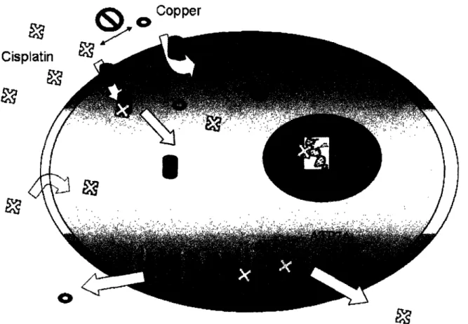 Figure 1.2. Mechanisms of cisplatin uptake  and  efflux. In addition  to passive diffusion,  cisplatin is also actively imported  by  the copper  transporter  Ctrlp.