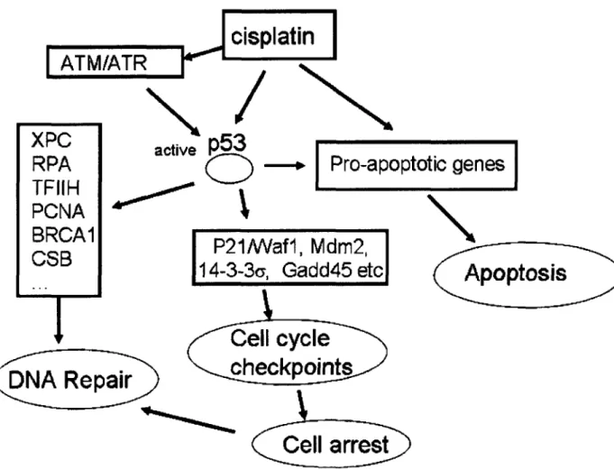 Figure  1.4. The p53 pathway  can partially  mediate  cisplatin  cytotoxicity. p53 is linked  to  DNA repair,  cell cycle arrest and  apoptosis