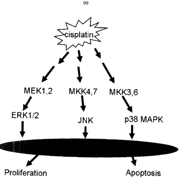 Figure  1.5.  Cisplatin  activates  MAPK  pathways.  There  are  three  major mammalian  MAPK subfamilies: ERK, JNK and p38 MAPK