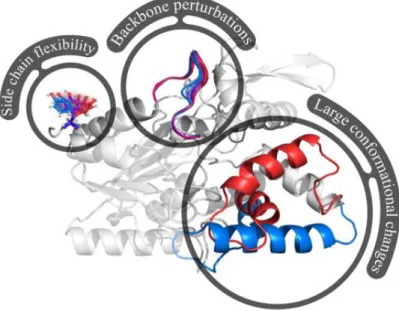 Figure 1: Three di↵erent levels of protein flexibility described in the paper: side chains can move continuously, the backbone may slightly fluctuate, and some regions of the proteins may shift between distinct conformational states.