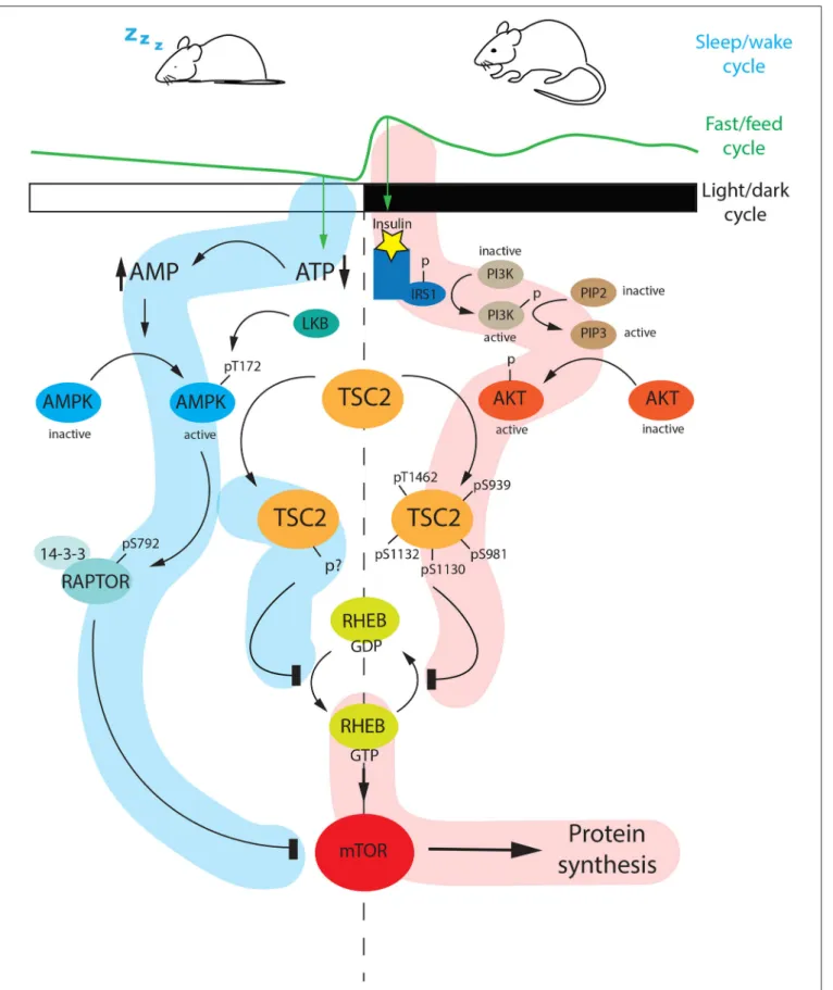 FIGURE 6 | Diurnal regulation of the mTOR pathway. During the light phase (ZT0-ZT12), mice are sleeping and therefore fasting