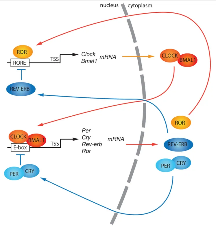 FIGURE 1 | A general model of the canonical circadian molecular feedback loop. CLOCK and BMAL1 promote the expression of clock-controlled genes (ccgs), and genes encoding PERs and CRYs