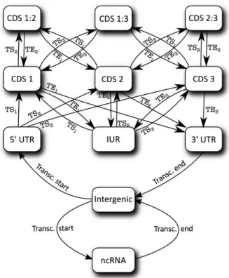 Figure 2. The different states and possible transitions between these states used inside EuGene-P.