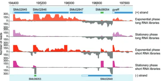 Figure 3. Graphical representation of a genomic region in Apollo. Apollo represents the annotation on both strands (upper and lower part of the figure) as well as the expression level of the mapped RNA-Seq data from short and long RNA libraries in exponent