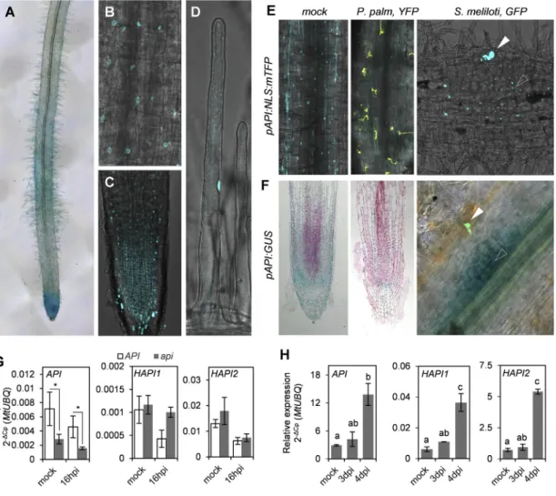 Figure 3. SCAR Genes Are Preferentially Expressed in Root Meristems and Nodule Primordia (A) GUS staining of uninfected transgenic Medicago roots expressing a pAPI:GUS reporter.