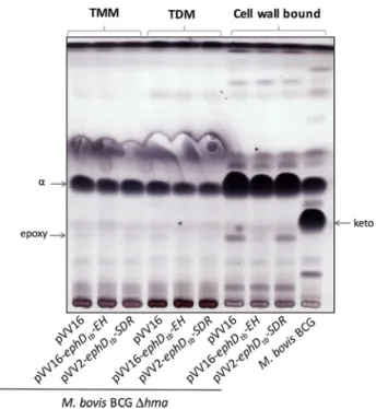 Figure 5. Effect of overproduction of single domains of EphD in M. bovis BCG ⌬ hma. The results of thin-layer chromatography of mycolic acid methyl esters from isolated populations of TMMs, TDMs, and from delipidated cell pellets developed inn-hexane:ethyl