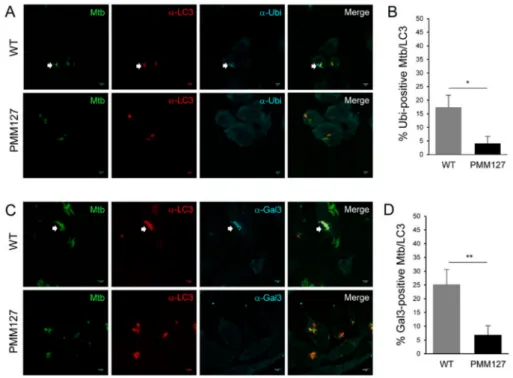 Figure 4. Autophagy mediated by a lipid-deficient Mtb mutant was not associated with ubiquitin coating or galectin-3 recruitment