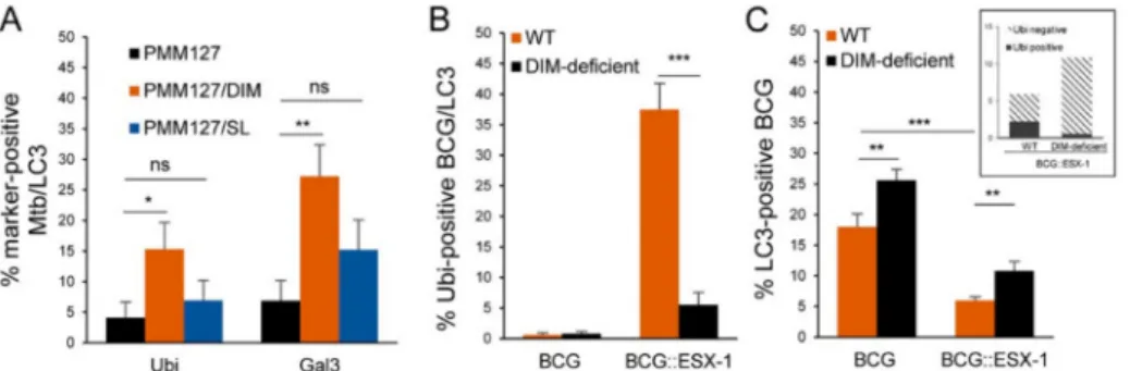 Figure 5. DIMs limited phagosomal damage-independent autophagy while promoting Esx-1-dependent autophagy