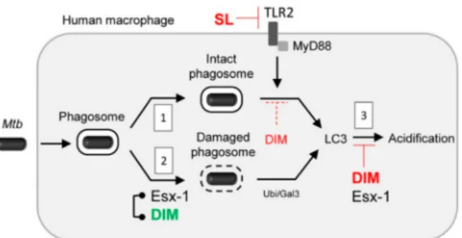 Figure 7. Schematic representation of SL and DIM action in autophagy-related pathways in Mtb-infected human macrophages