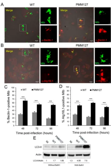 Figure 2. The Mtb mutant deficient in DIMs and SLs promoted autophagy activation. (A–D) Differentiated THP-1 cells were infected for 1 h with the indicated GFP-expressing Mtb strains; fixed at 48 h, 72 h, or 96 h postinfection (MOI between 5 and 10); perme