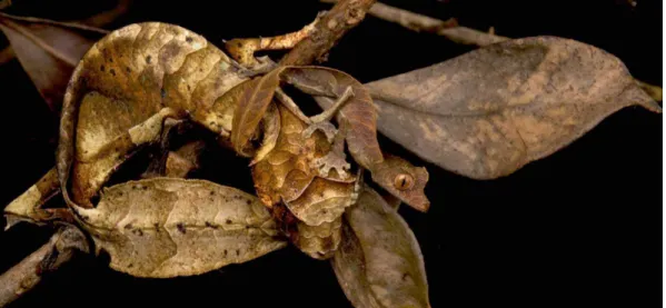 Figure 3.5. Photo of two leaf-tailed geckos “young and old”©2015 by Paul Bertner.