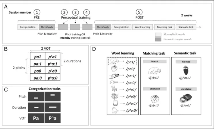 Figure 2. Experimental protocol. (A) Overview of the general experimental procedure that included five sessions taking place over 2 weeks.