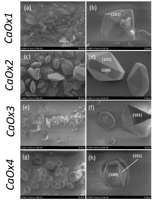 Figure 6. SEM micrographs depicting the effect of GT on CaOx crystallization in the collecting  duct-like microchannel device according to experimental conditions: (a &amp; b) CaOx1 ( Ox 2- (aq)  +  Ca 2+ (aq) );  (c &amp; d)  CaOx2 ( Ox 2- (GT)  + Ca 2+ (