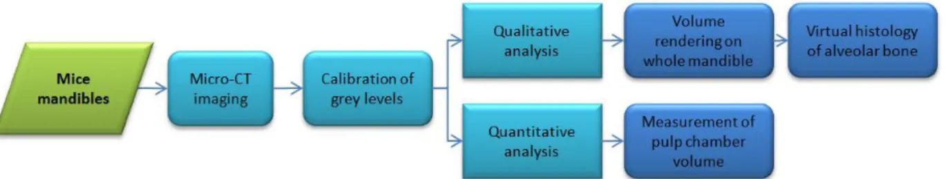 Figure 1:  Method overview for qualitative and quantitative analysis of mandibles     