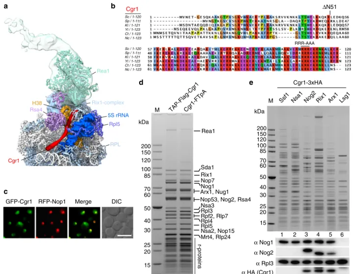 Fig. 1 The short α -helical protein Cgr1 is wedged on nucleoplasmic pre-60S particles close to the rotated 5S RNP