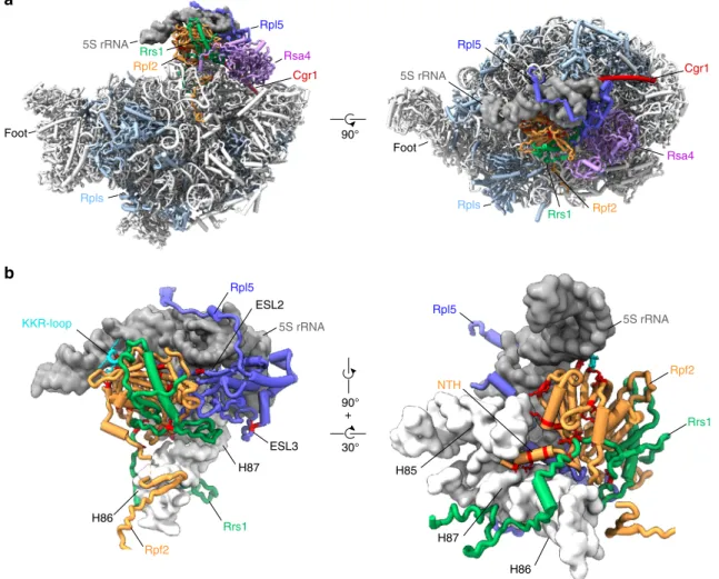 Fig. 4 cgr1 Δ suppressor mutations in RPF2, RRS1 and RPL5 destabilize the unrotated 5S RNP on the pre-60S particle