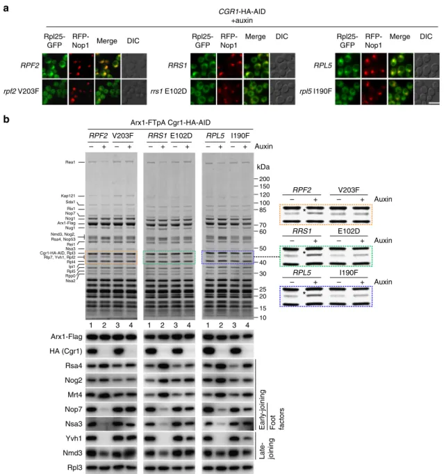 Fig. 5 Suppressor mutations in Rpf2, Rrs1 and Rpl5 rescue the 60S biogenesis defect in Cgr1-depleted cells