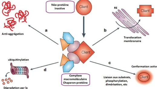 Figure 1 : Rôle de la Hsp90 (d’après 2  ). L’association du chaperon aux protéines clientes peut prévenir  la formation d’agrégats (a) ; aider une translocation correcte dans la cellule (b) ; donner une  conformation mature aux protéines inactives (c) ; le