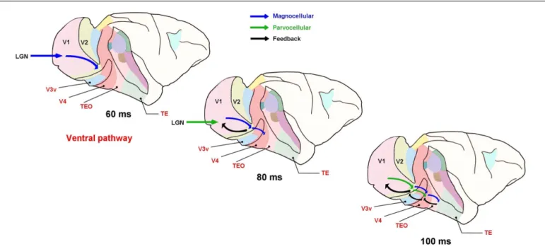 FIGURE 4 | A first wave of coarse achromatic magnocellular information (in blue) would first reach high-level cortical areas of the visual ventral pathways