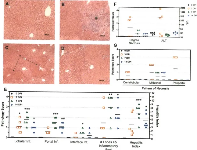 Figure 2-3.  C. rodentium-induced necrosis  and histological  liver  changes  in C57BL/6 mice.
