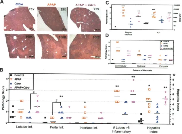 Figure 3-2.  C rodentium and APAP-induced  liver lesions  evaluated  by H&amp;E  at 3 DPI (A) C  rodentium treated  animals  presented  periportal  coagulative  necrosis  as  previously reported