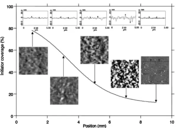 Fig. 6. Relationship of PNIPAM ﬁlm morphology to local grafting density as tracked through the initiator density