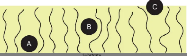 Fig. 7. The three different modes of protein adsorption through brushes: (A) primary adsorption, (B) ternary adsorption and (C) secondary adsorption