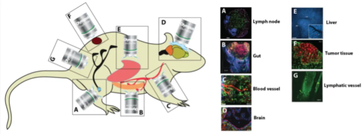 Figure 2.3. Surgical models adapted to perform intravital imaging.