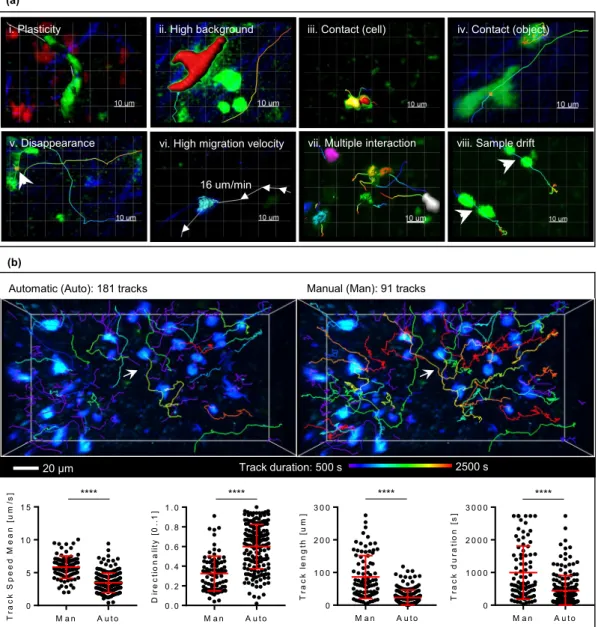 Figure 4.2. Tracking challenges. (a) Example case studies (i-viii) Representative snapshots of selected 2P-IVM micrographs from problematic cases indicated in the upper part of the picture