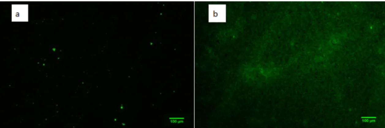 Fig. 3. Fluorescence microscopy images with 10X magniﬁcation (100 ␮m scale bar) of Ti6Al4V samples coated with Ti1 peptide, using a 1 ␮M concentration in PBS solution.