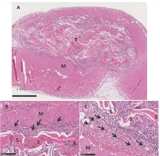 Fig.  9. hnplantation of  a 40/60 PEC scaffold in a muscle pouch on the pectoral muscle of healthy rats: Host tissue's reaction and graft's fate 28 days after im­