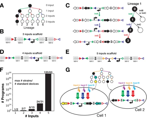Figure 5. Scaling-up history-dependent scaffolds. (A) A 3-inputs lineage tree. The four rows of the lineage tree correspond to a different number of inputs that have occurred sequentially (from 0 to 3 inputs) and the 6 lineages to a different order-of-occu