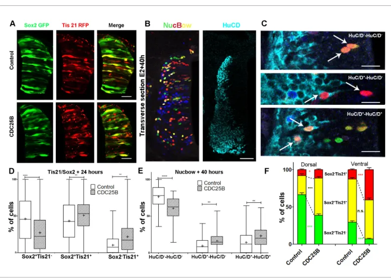 Figure 5. CDC25B gain-of-function promotes neurogenic divisions. (A) Representative cross-sections of HH17 chick spinal cord, 24 hr after electroporating Sox2::GFP and Tis21::RFP reporters, plus a control vector pccRE::lacZ, or a pccRE::CDC25B vector