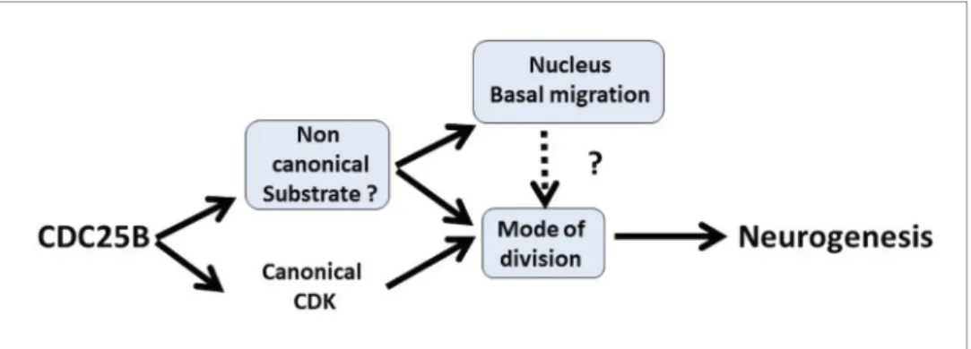 Figure 9. Schematic of CDC25B modes of action. CDC25B activity on an unknown substrate changes G1 nucleus basalward movement during Interkinetic Nuclear Migration (INM), and also acts on the mode of division leading to increased neurogenesis